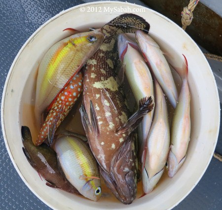 bucket full of fishes