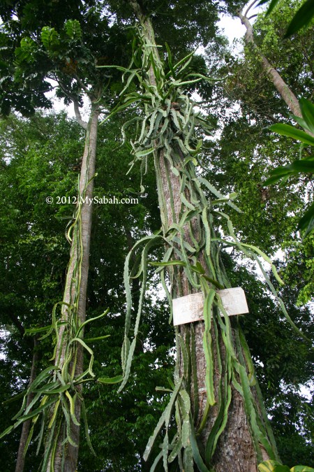 dragon fruit on tree