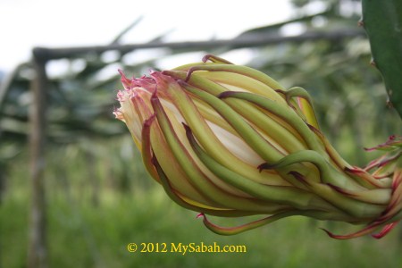 budding pitaya