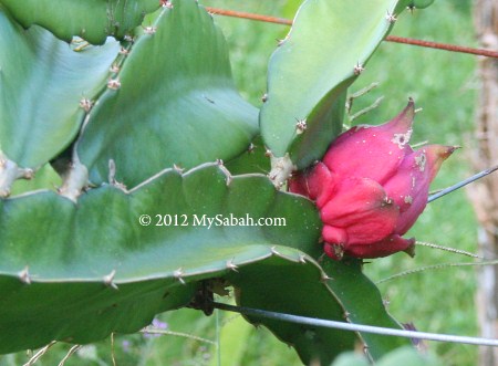 fruiting dragon fruit