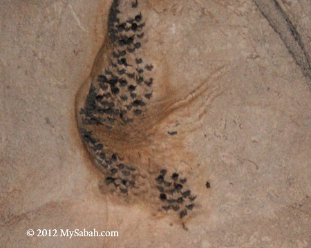 edible bird nest of swiftlet