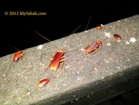 cockroaches on hand rail