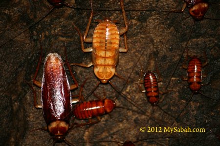 cockroaches in cave