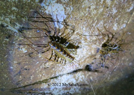 cave centipede