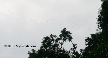 bat swarm leaving Gomantong Cave