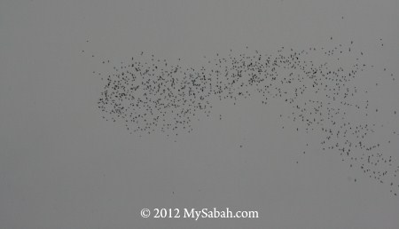 bat swarm during dusk