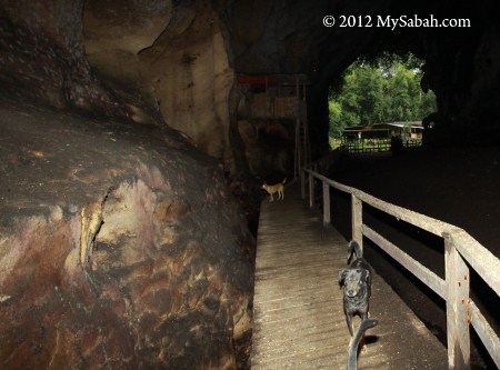 boardwalk inside Gomantong Cave