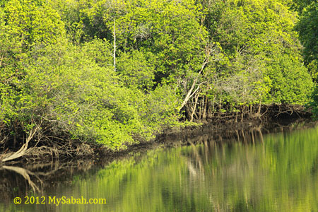 mangrove and river bank