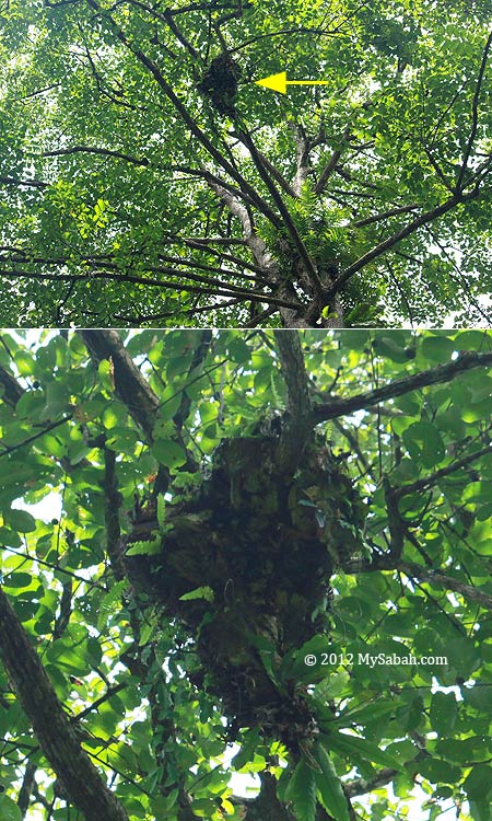orangutan nest on tree