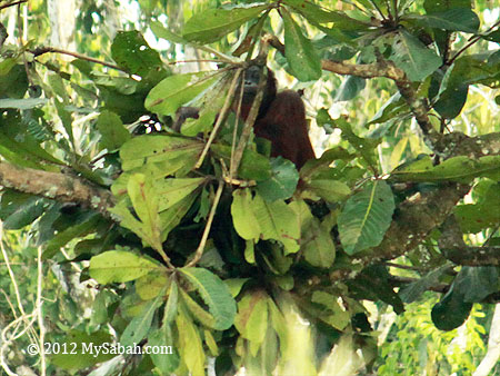 orangutan making nest on a tree