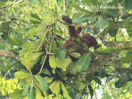 bedtime of orangutan