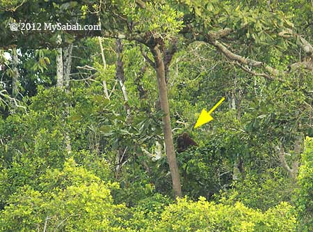 orangutan at Kinabatangan