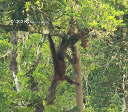 orang-utan climbing tree
