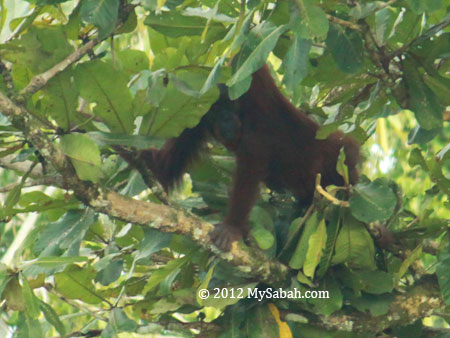 orangutan on tree branch