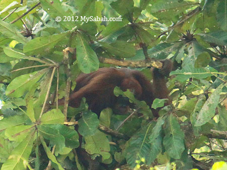 orangutan bending branch
