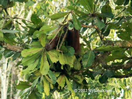 orang-utan preparing for bedtime