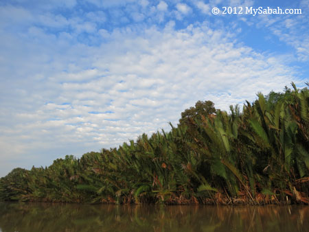 nypa swamp