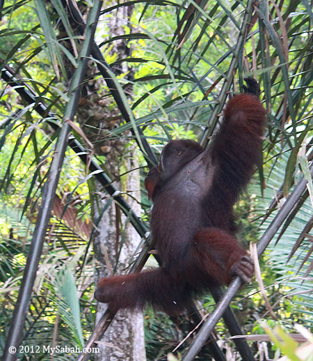 orangutan in nipah swamp