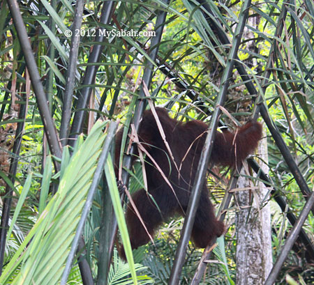 orangutan in the swamp