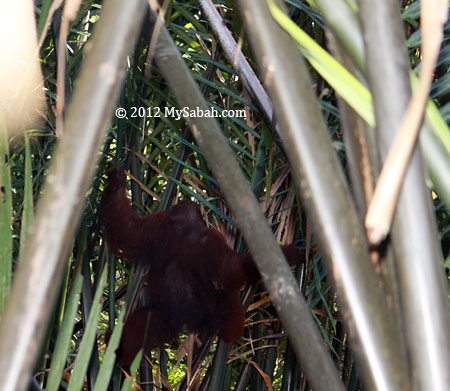 orangutan on nipah