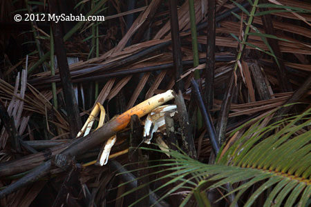 nypa palm eaten by orangutan