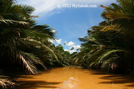 nipah swamp