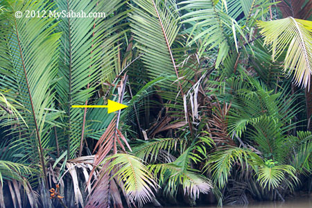 orangutan moving in nypa palm