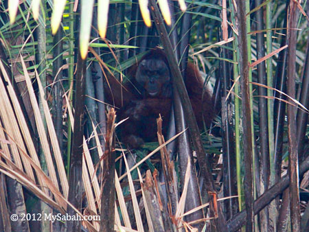 orang-utan in nipah swamp