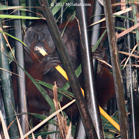 orangutan eating nypa palm