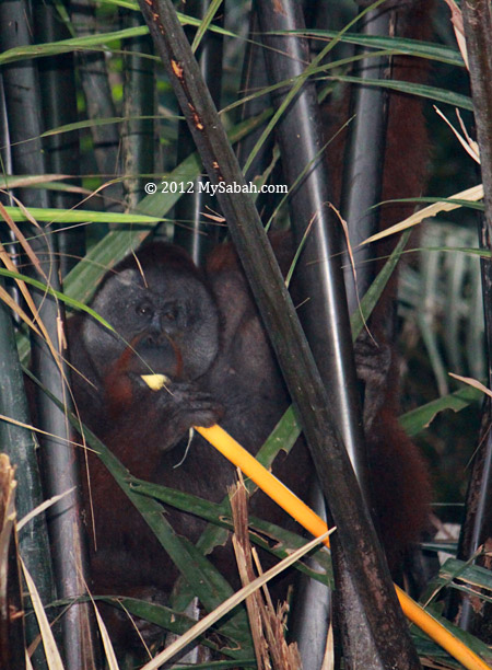 orangutan eats nipah