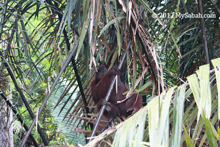 orangutan climbing nypa palm