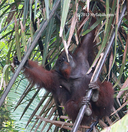 adult orangutan in Kinabatangan