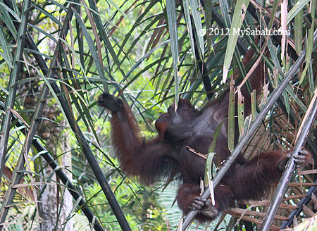 orangutan in nypa forest