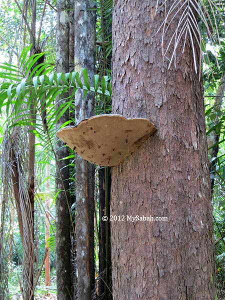 huge fungus on tree