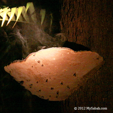 bracket fungus discharges spores