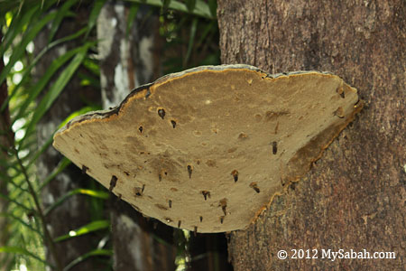 close up of monkey chair fungus