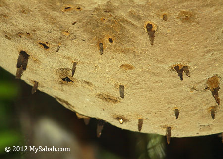 spore sacs of fungus