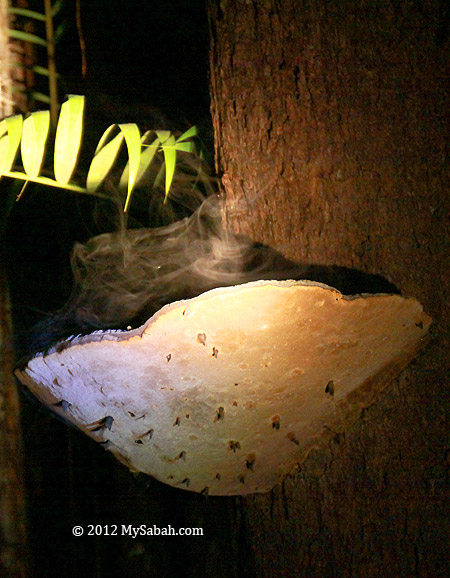 fungus discharges spores