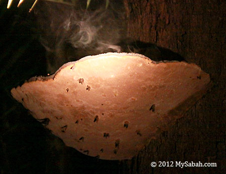 cloud of fungus spores
