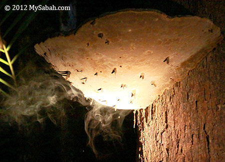 cloud of spore smoke billows up through the air