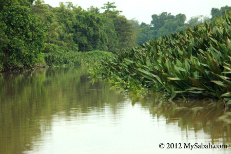 Danau Pitas Lake