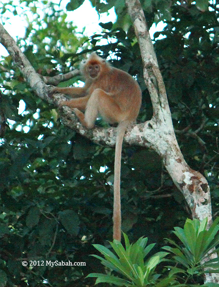Silver Leaf Monkey (white color)