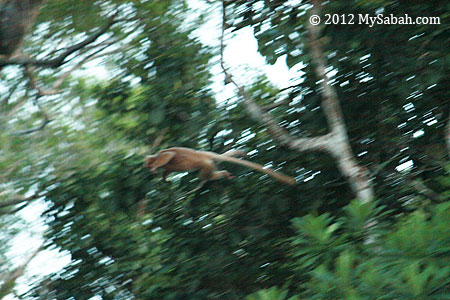 leaping white Silvered Langur