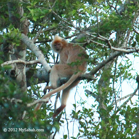 Presbytis cristata on the tree