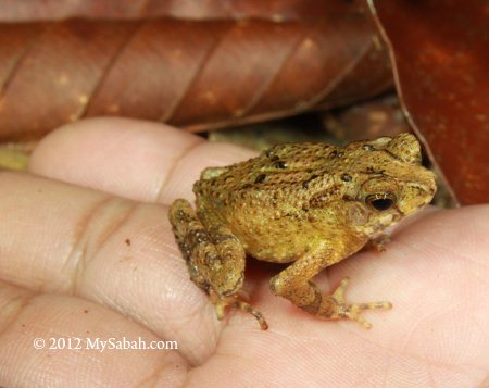 frog in Sepilok rainforest