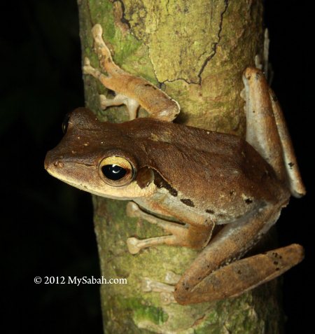 tree frog