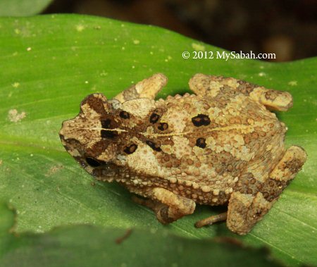 small toad