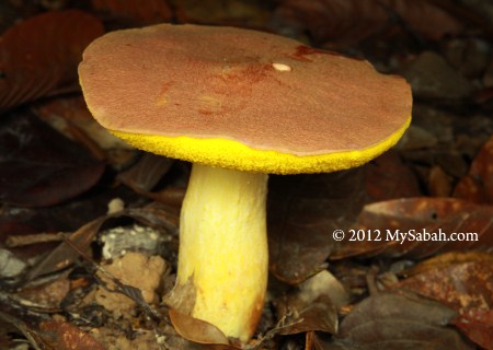 big yellow fungus