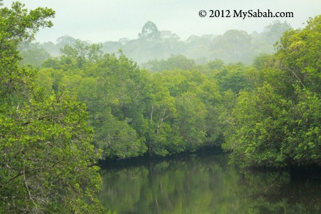 misty morning of Sepilok mangrove