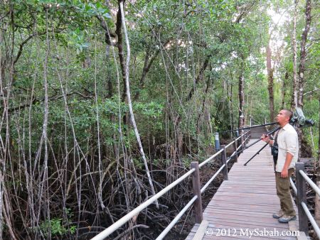 birding in Sepilok mangrove